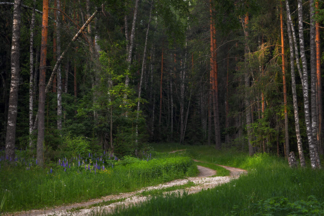 Утро на опушке леса