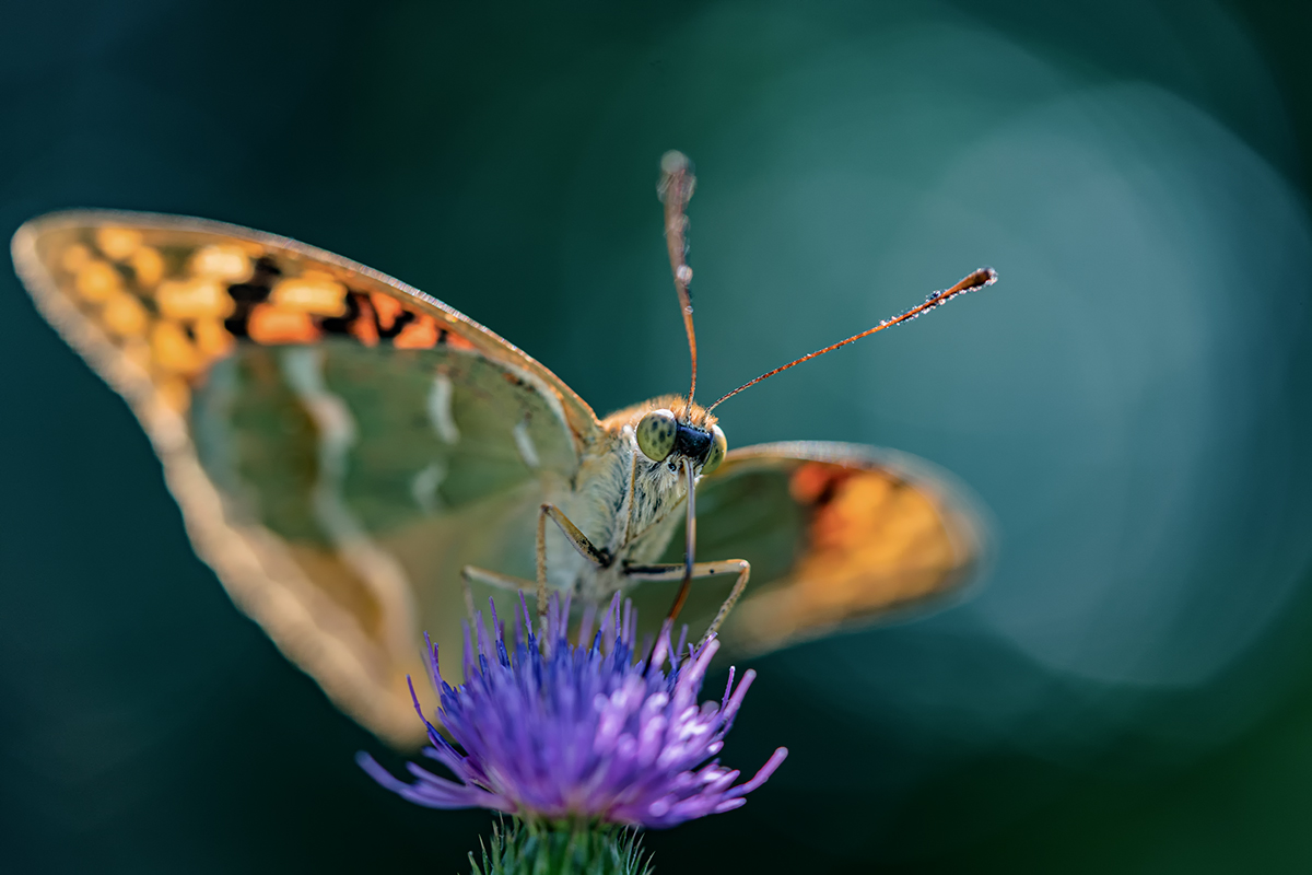 Перламутровка