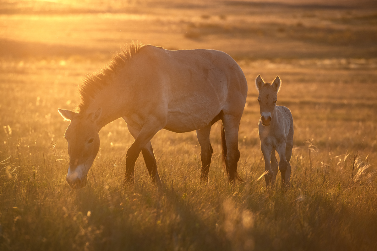 "Малыш и мама"