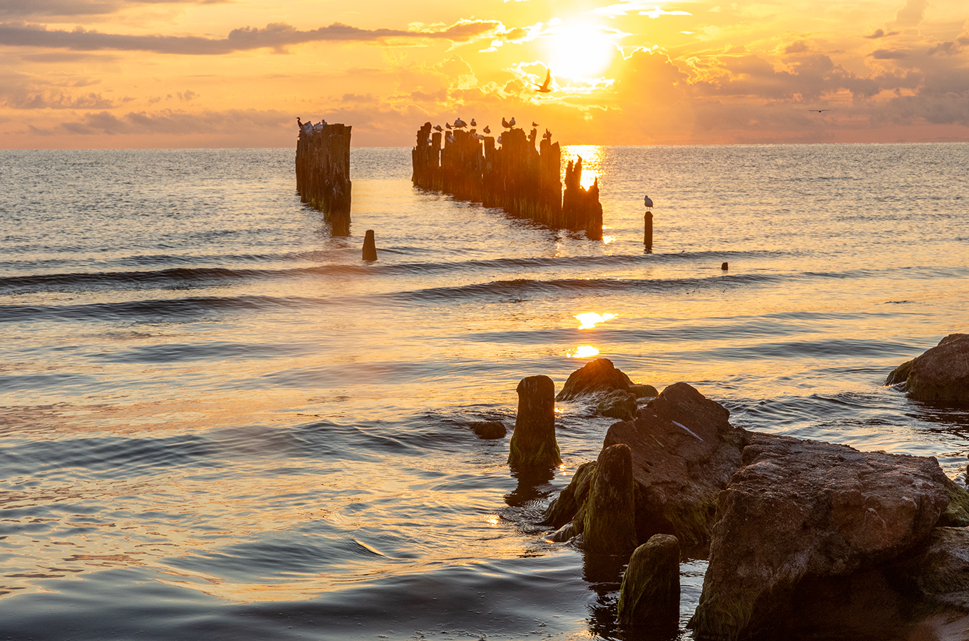 Птичьи посиделки