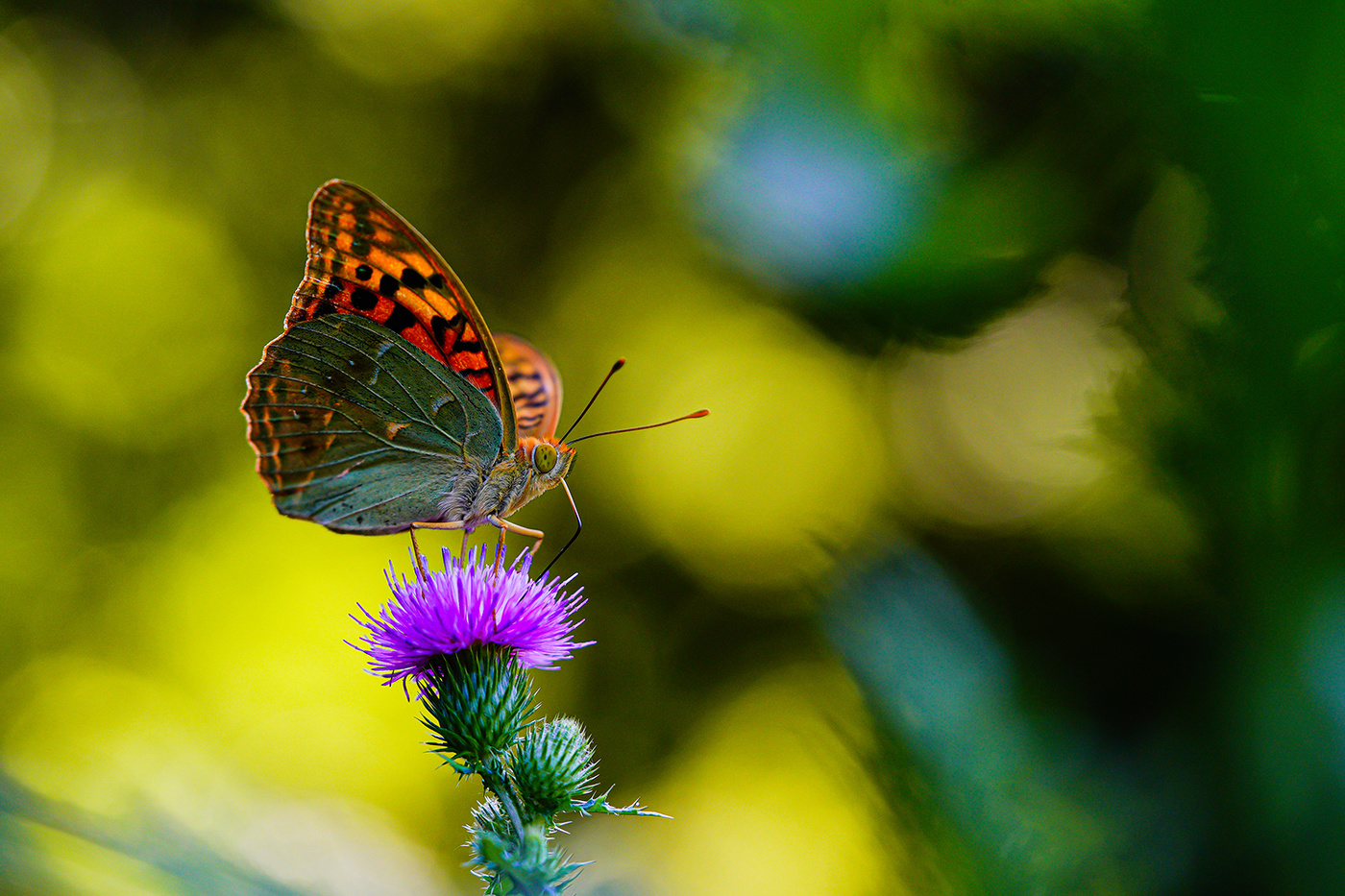 Про бабочку