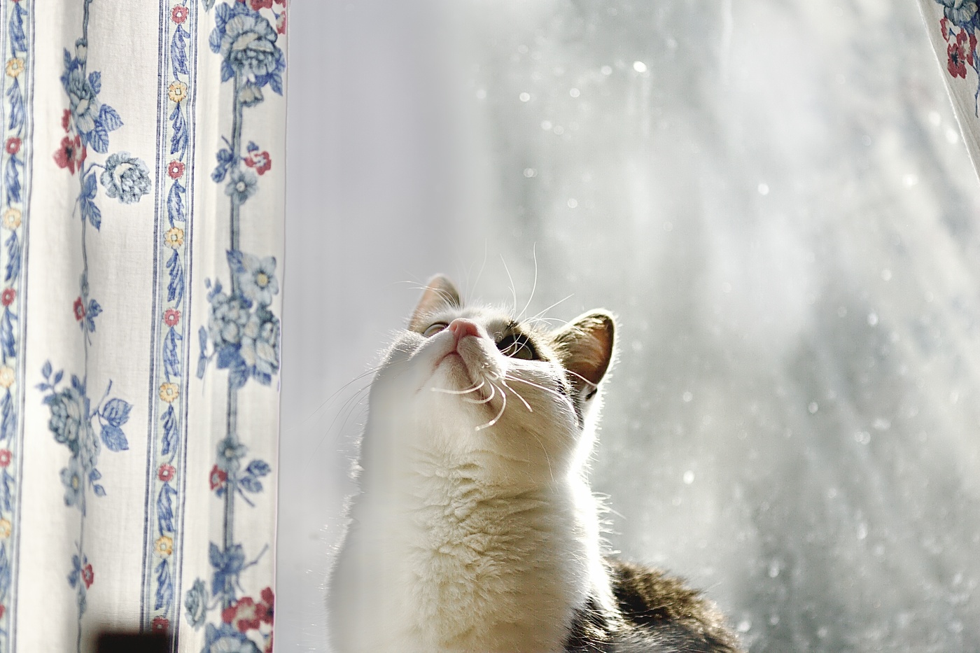 солнечный зайчик!