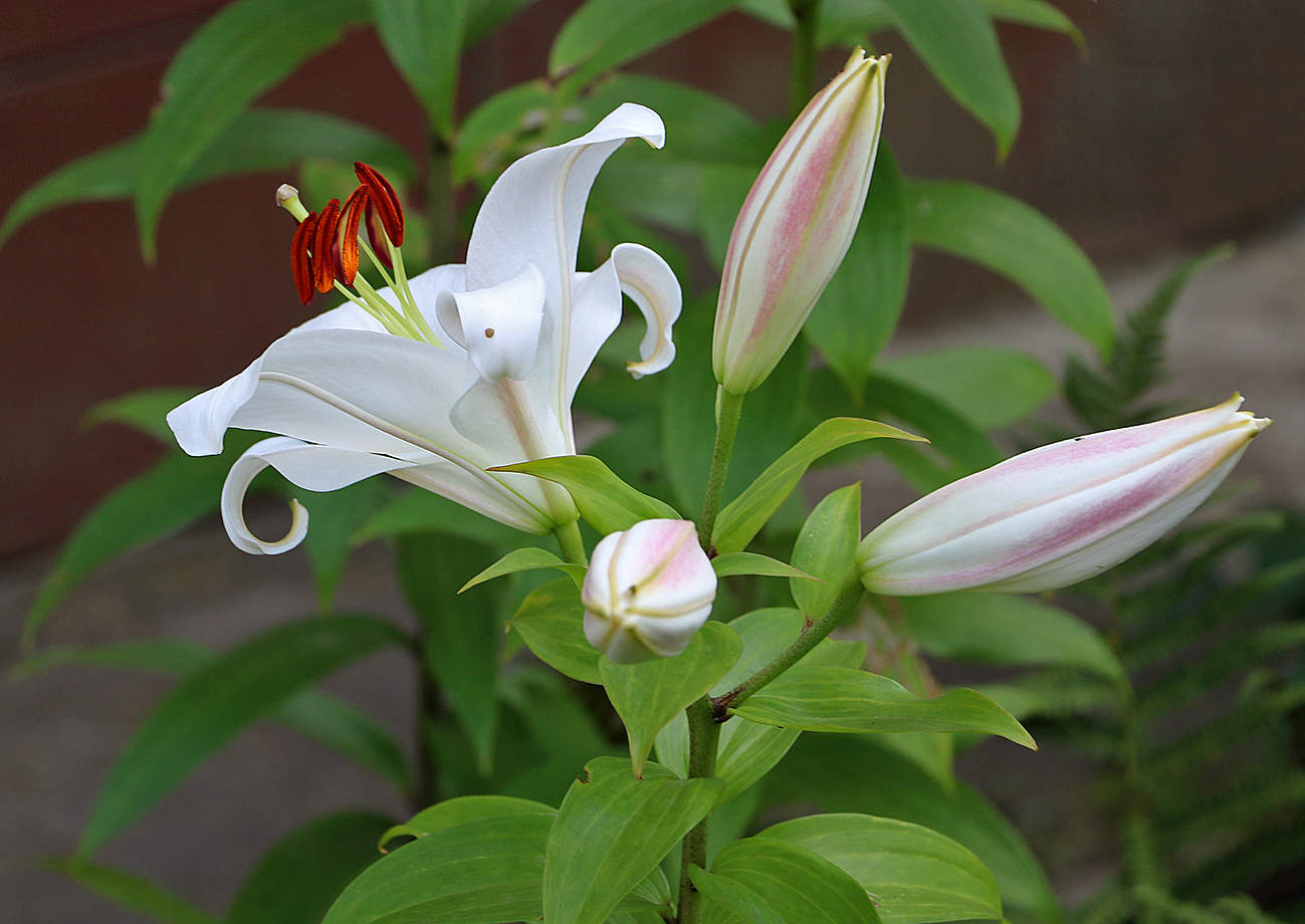 Красавица с детками