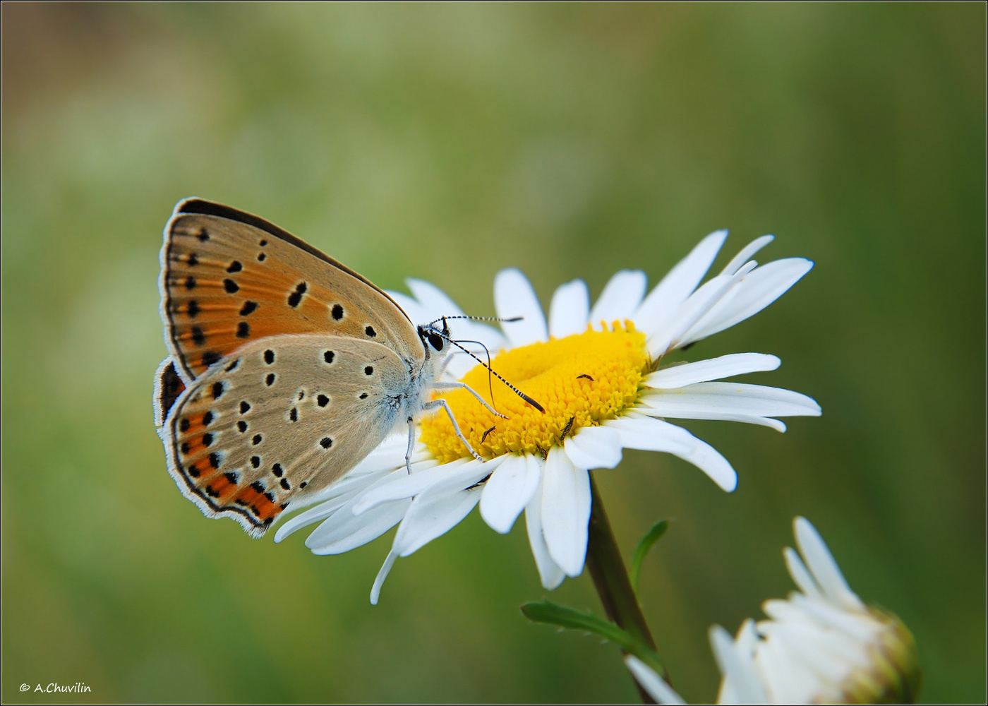 Червонец и козявки )
