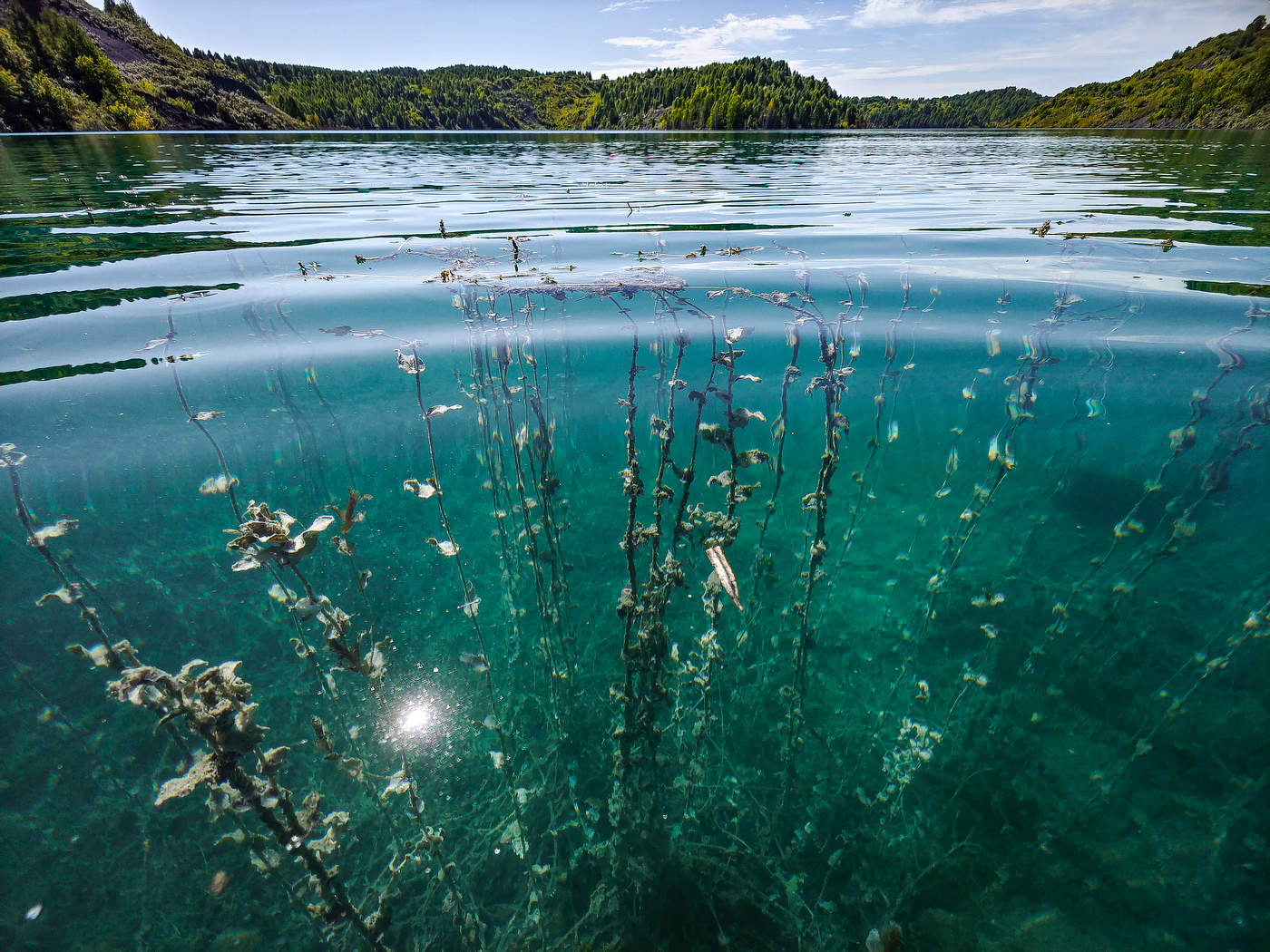 подводный лес
