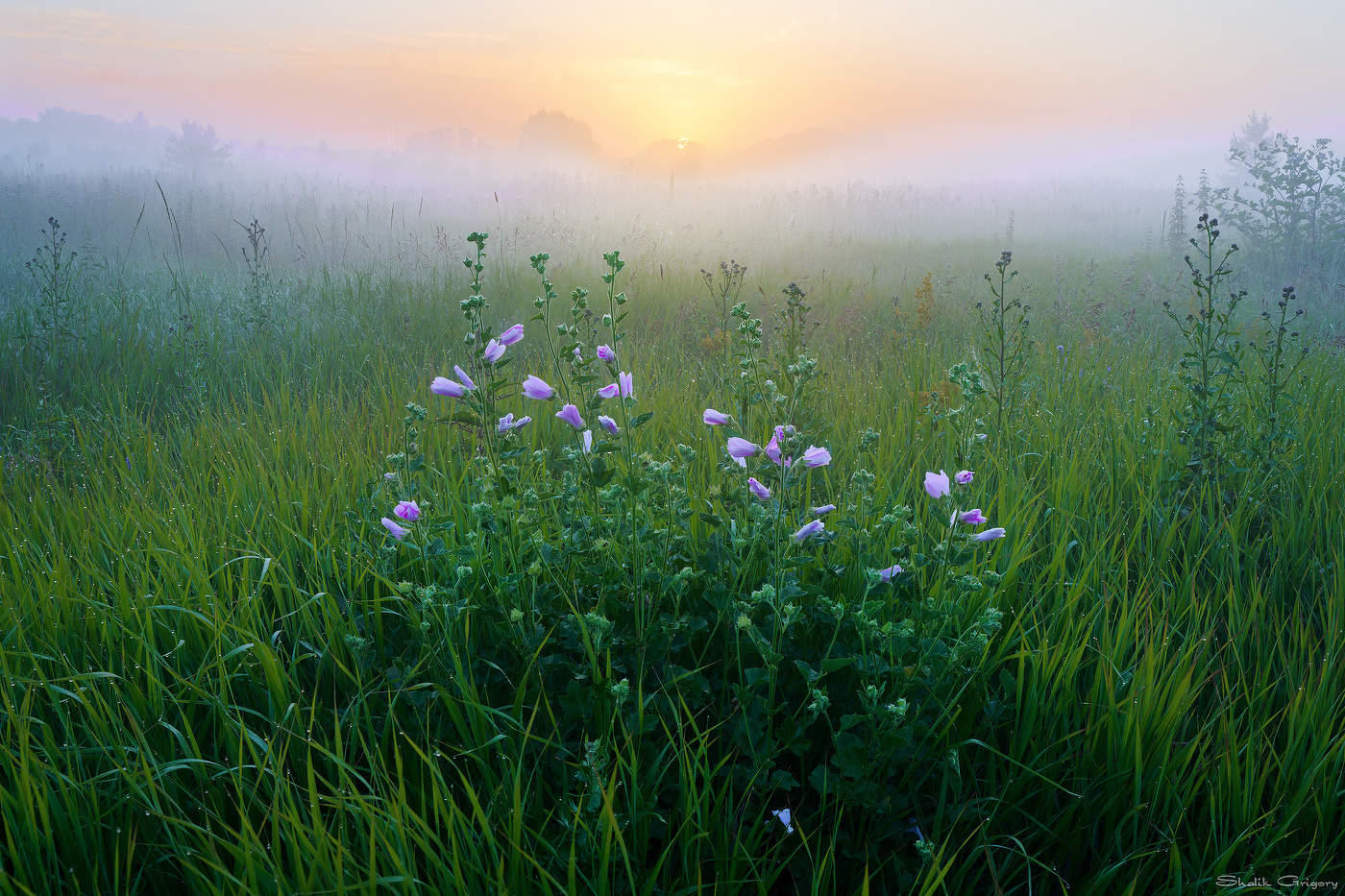 Утренняя роса