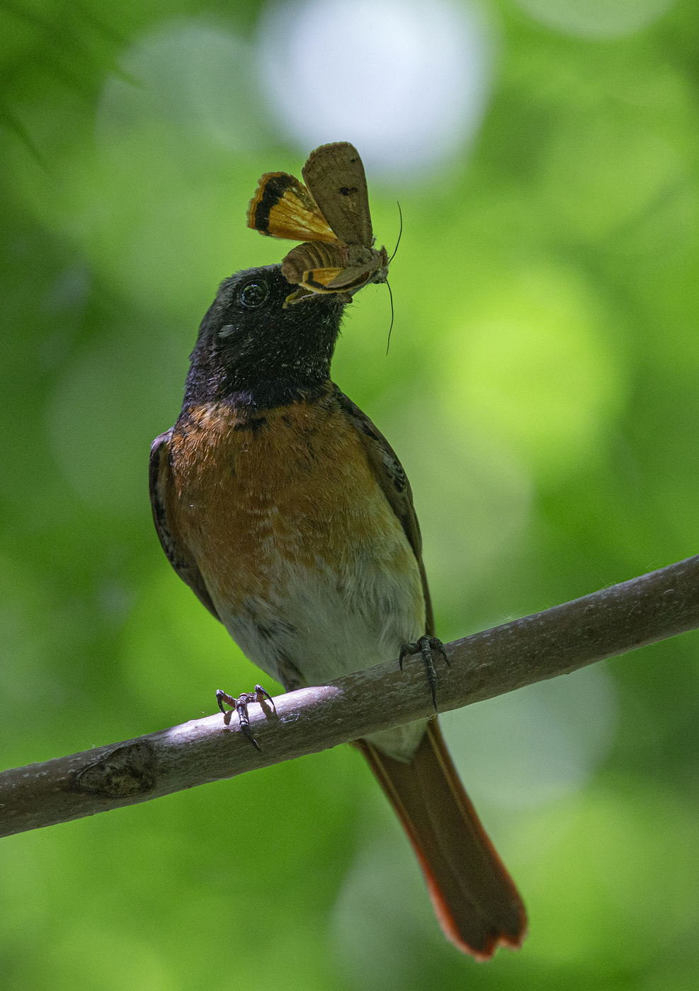 Большая удача