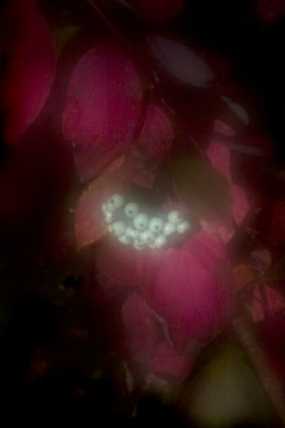 Осеннее настроение 6