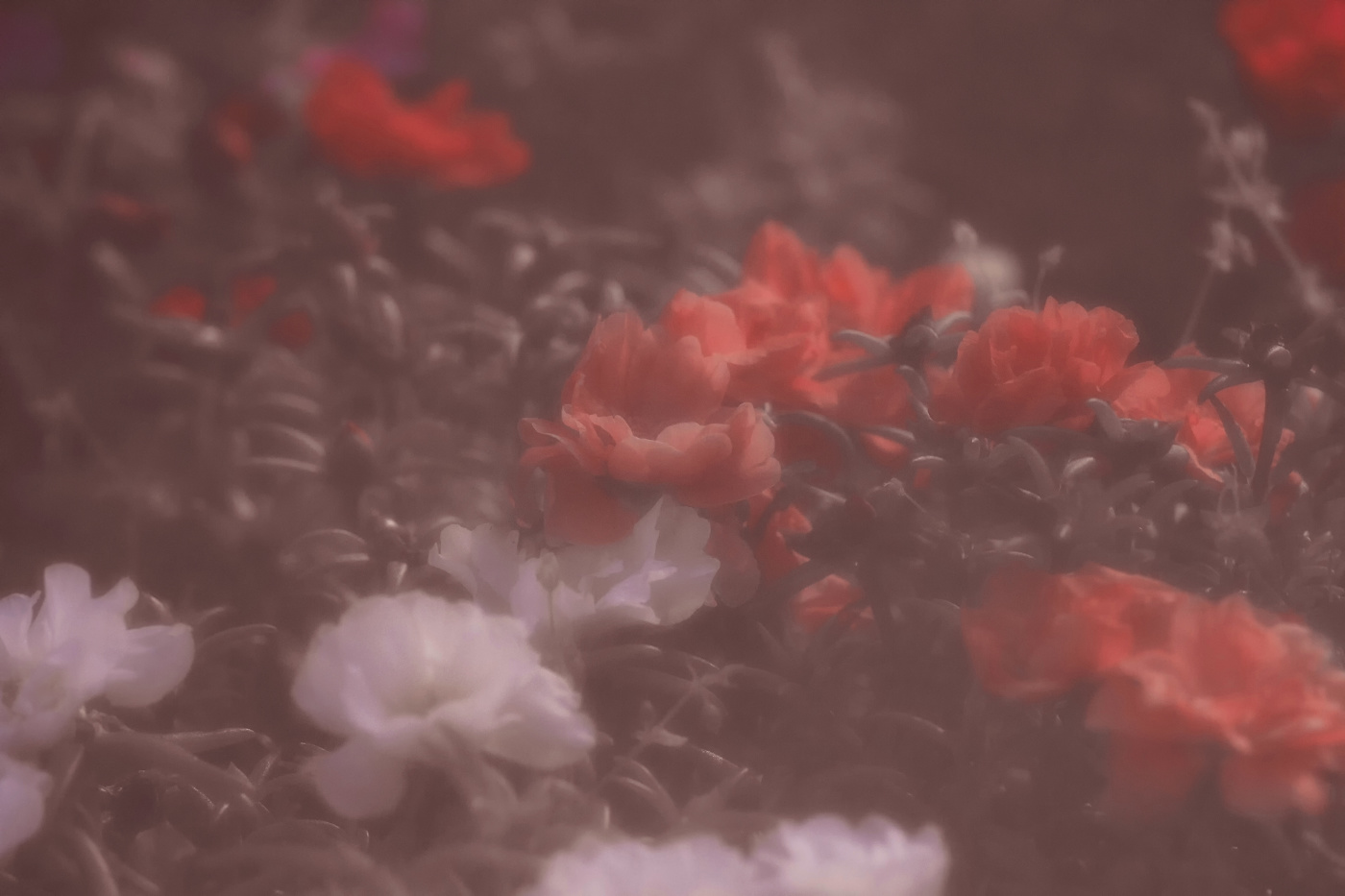 Красное & Белое.