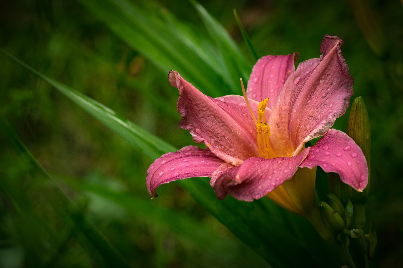 Там где лилия цветет