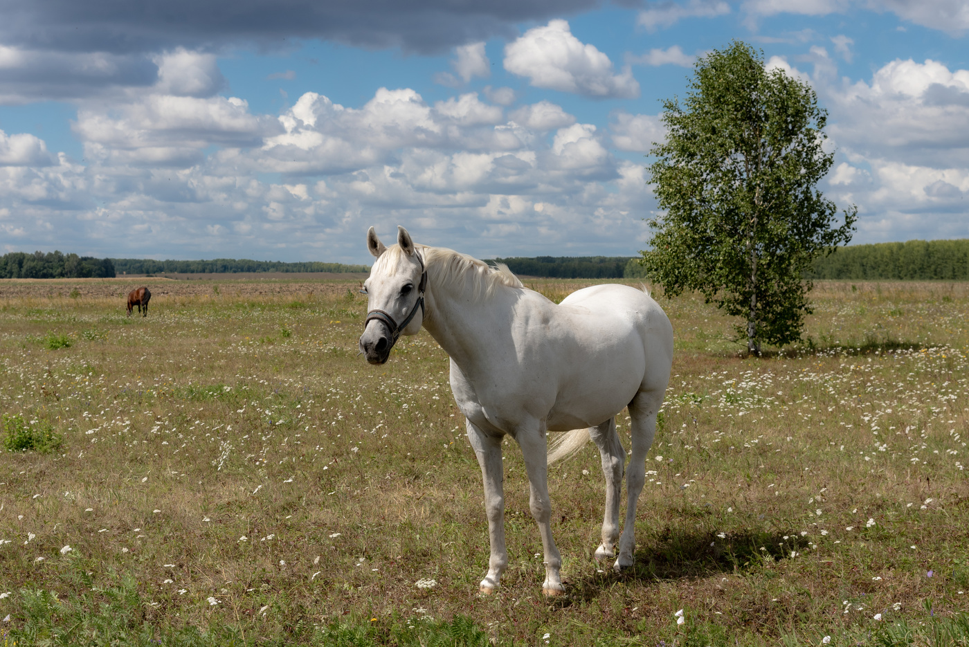 Вольный выпас