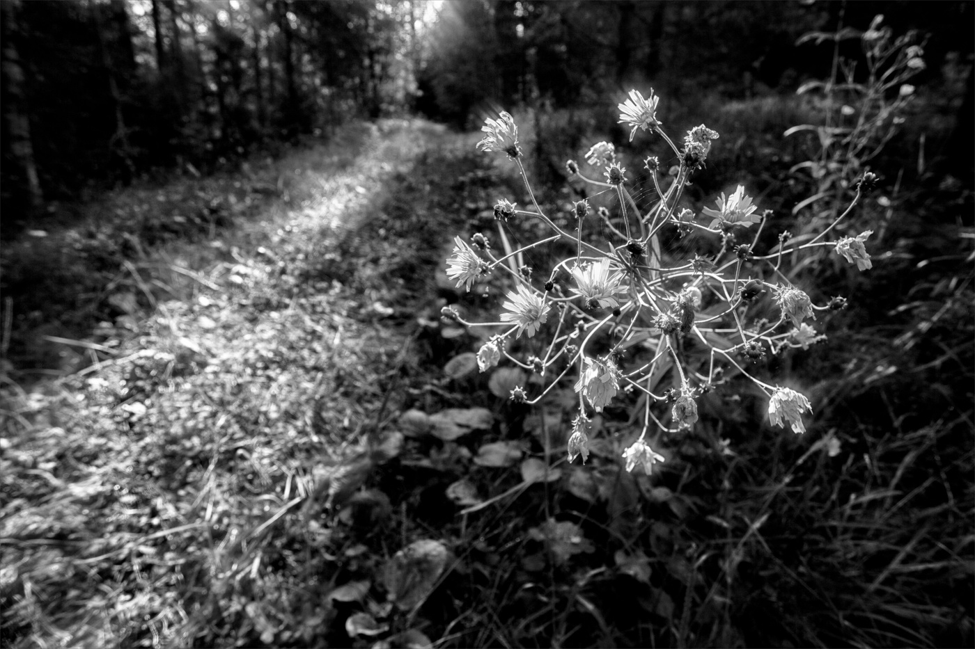 Жизнь вокруг