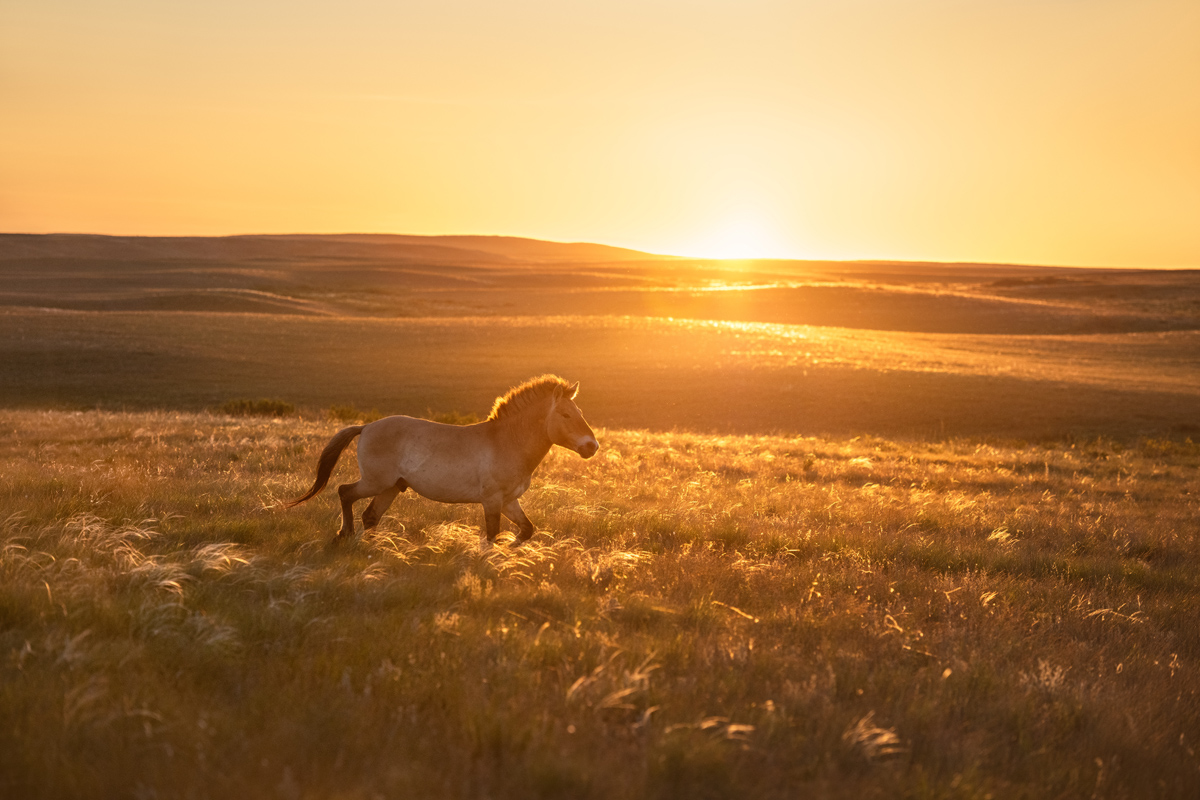 "Степной конь"