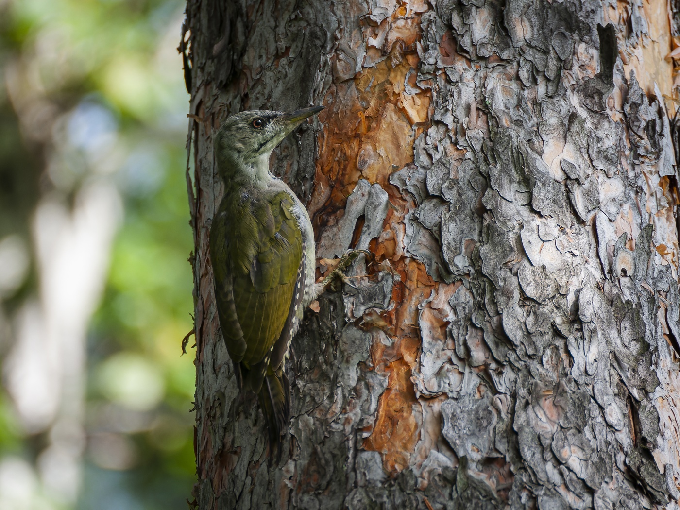 Зелёный дятел.
