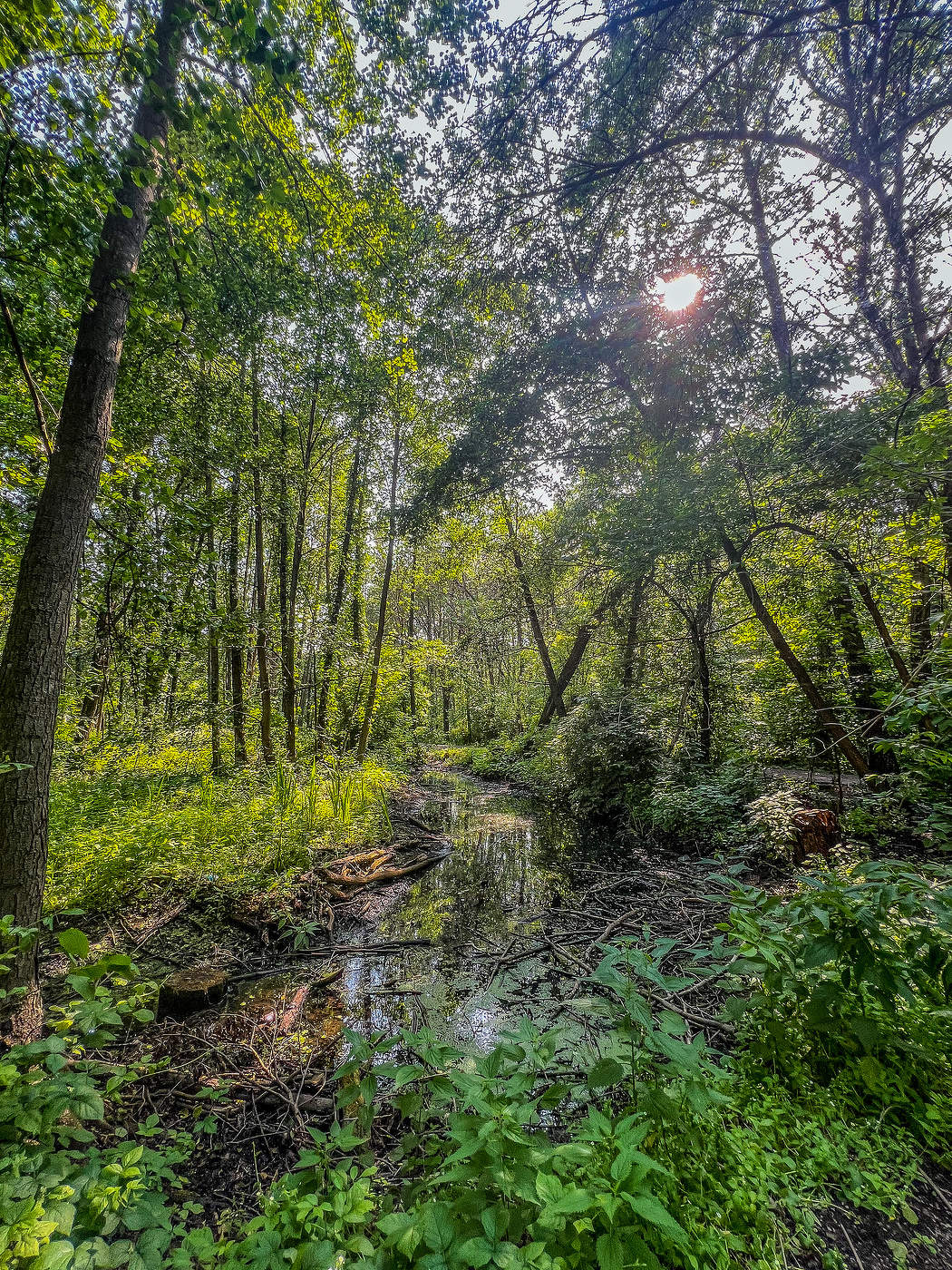 Заросли городского парка