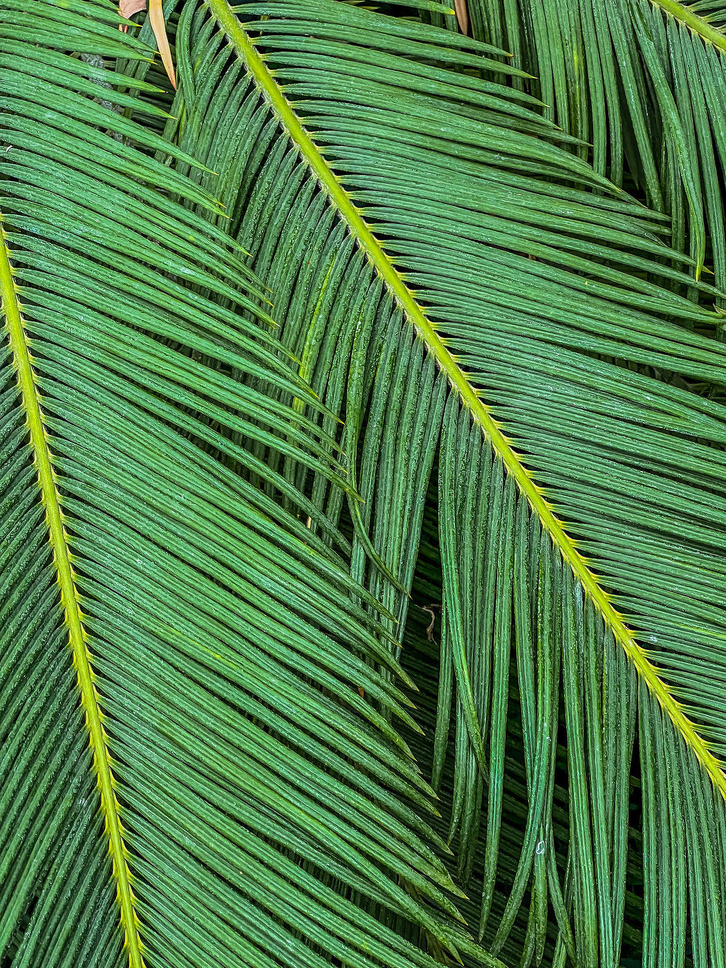 Пальмовые ветви