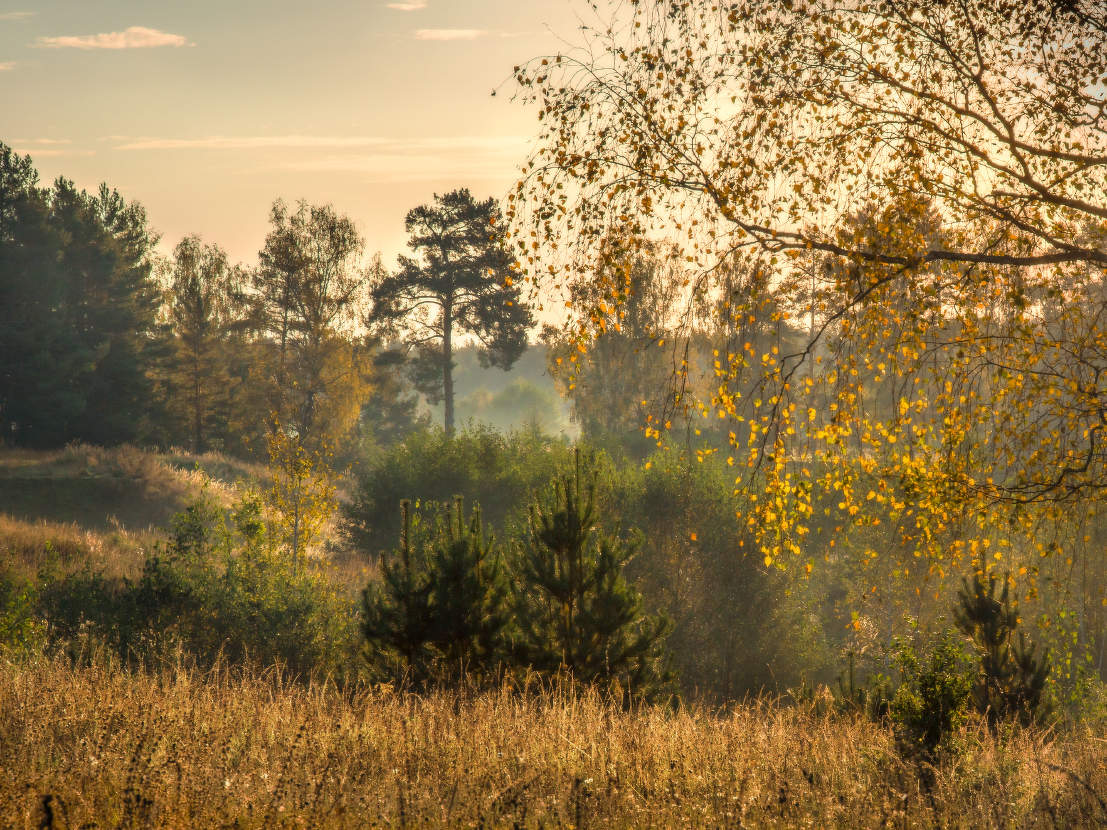 Уютное место. Саврасово.