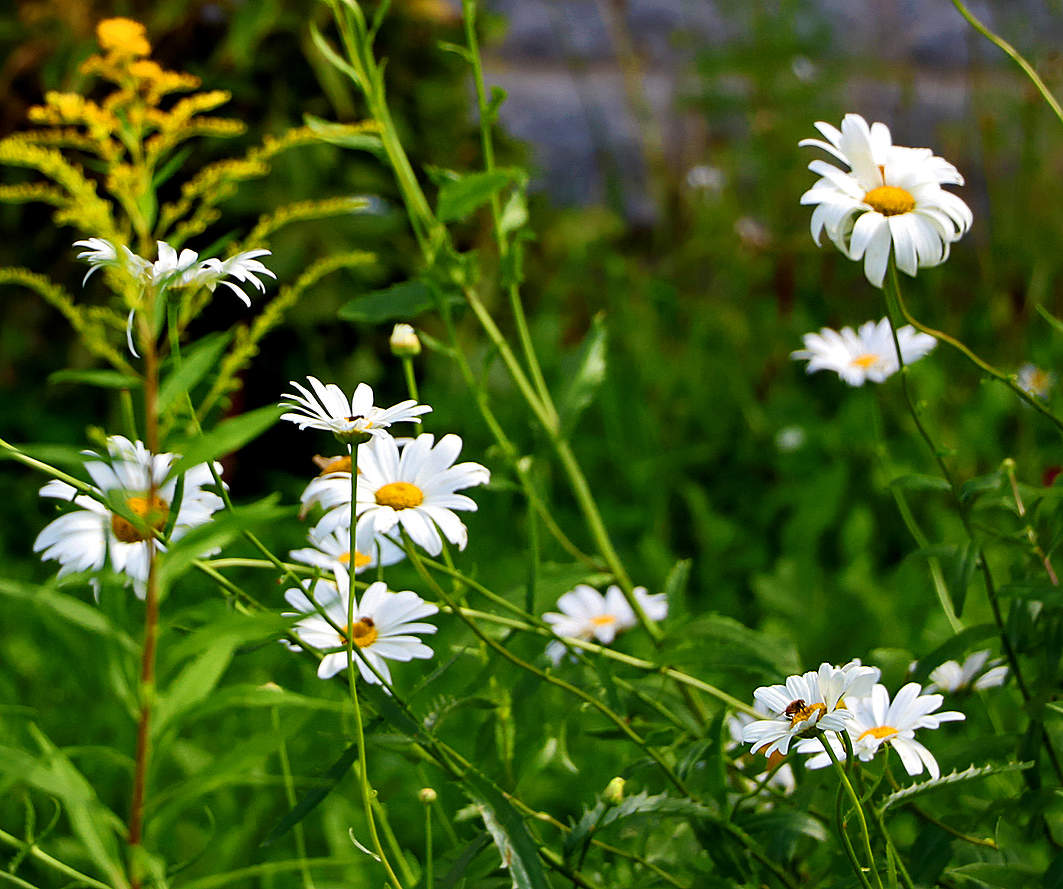 Августовский этюд