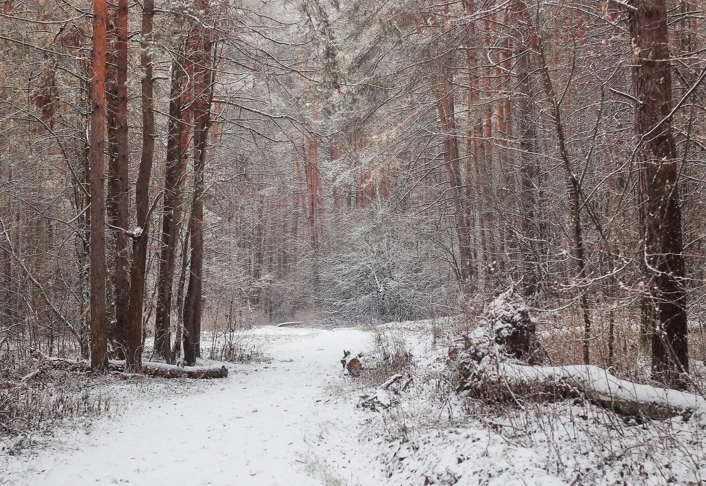 Декабрьский этюд