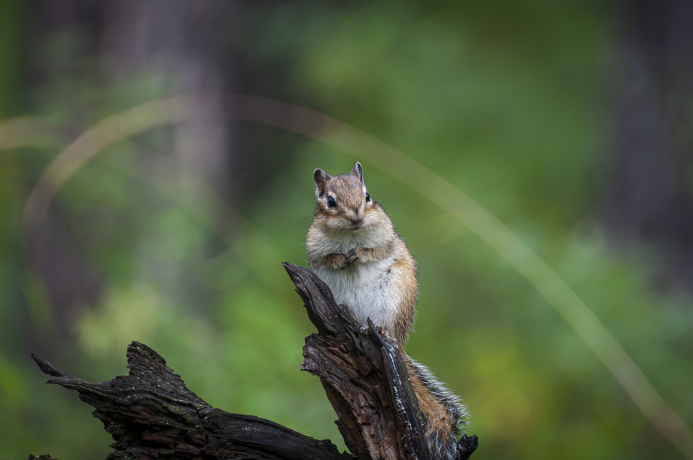 Бурундучок - лесной зверёк.