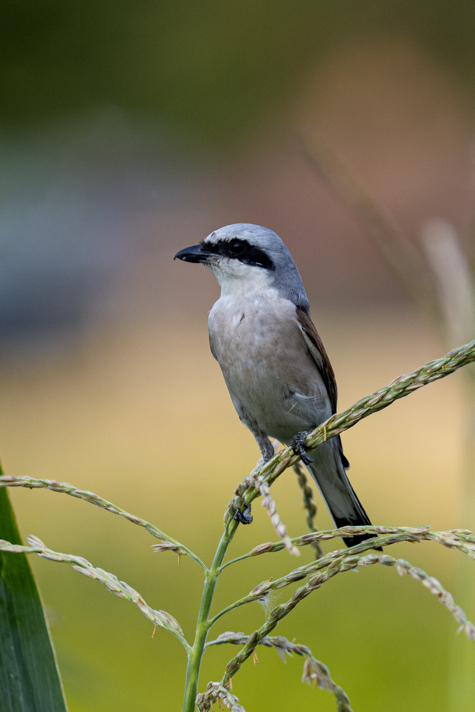 Обыкновенный жулан