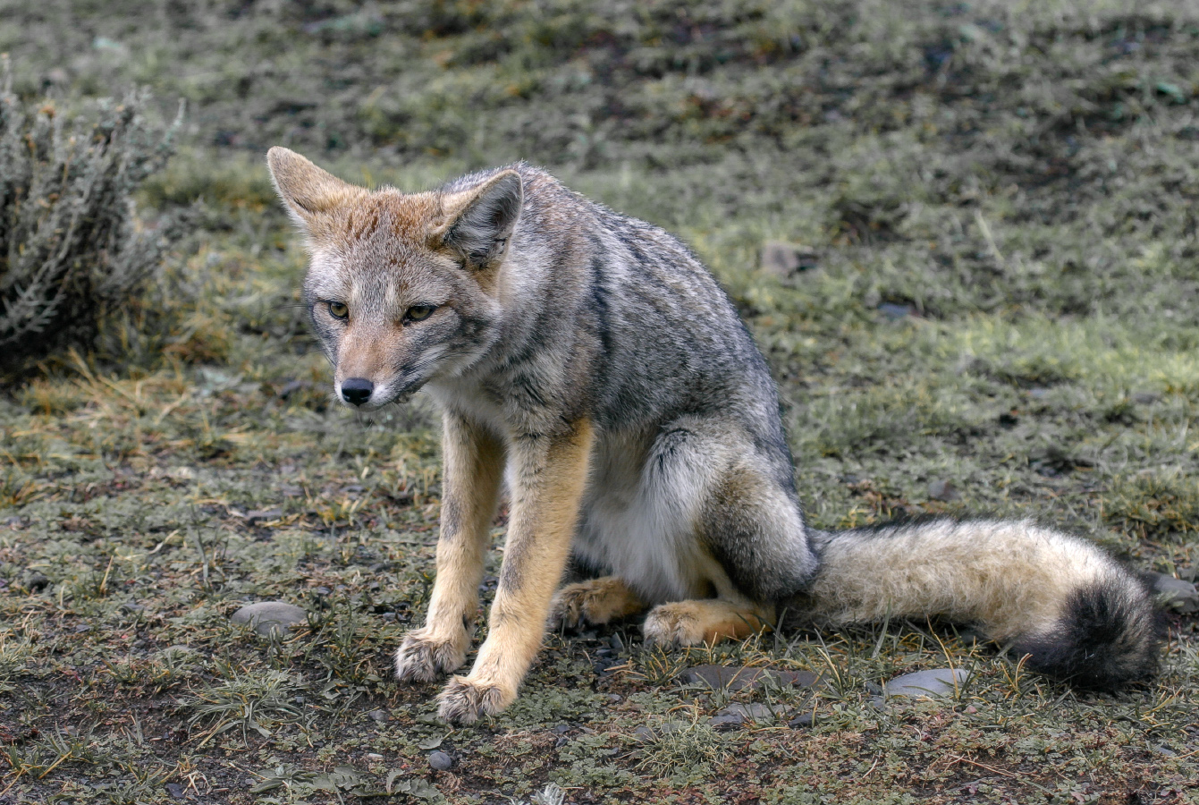 ЧэБэшный лис