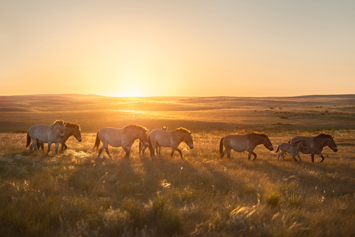 "Утро в степи"