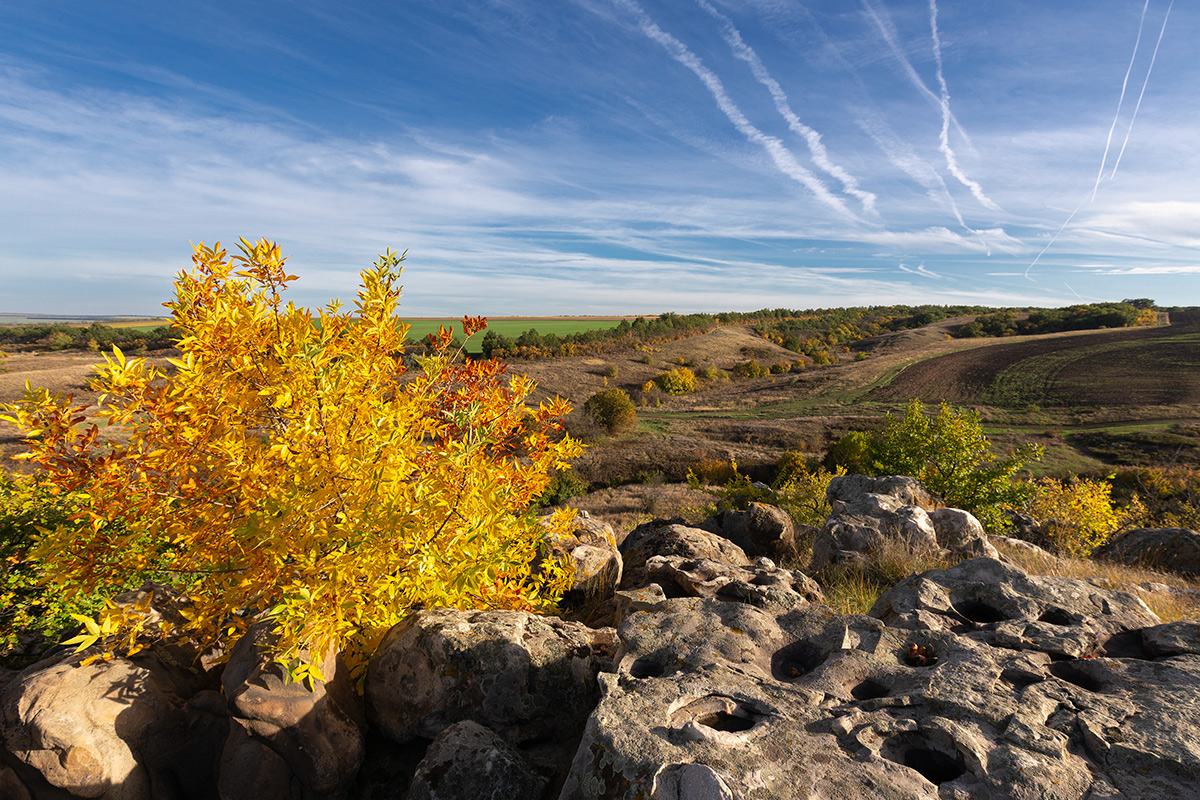 Осень. Ясень.