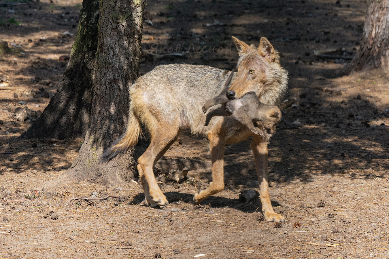 Подальше с глаз.