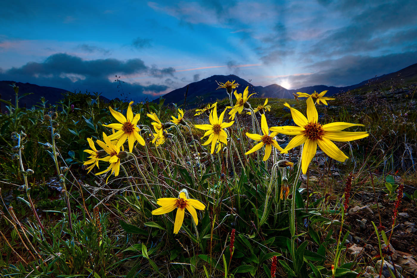 Цветы горной тундры - 1