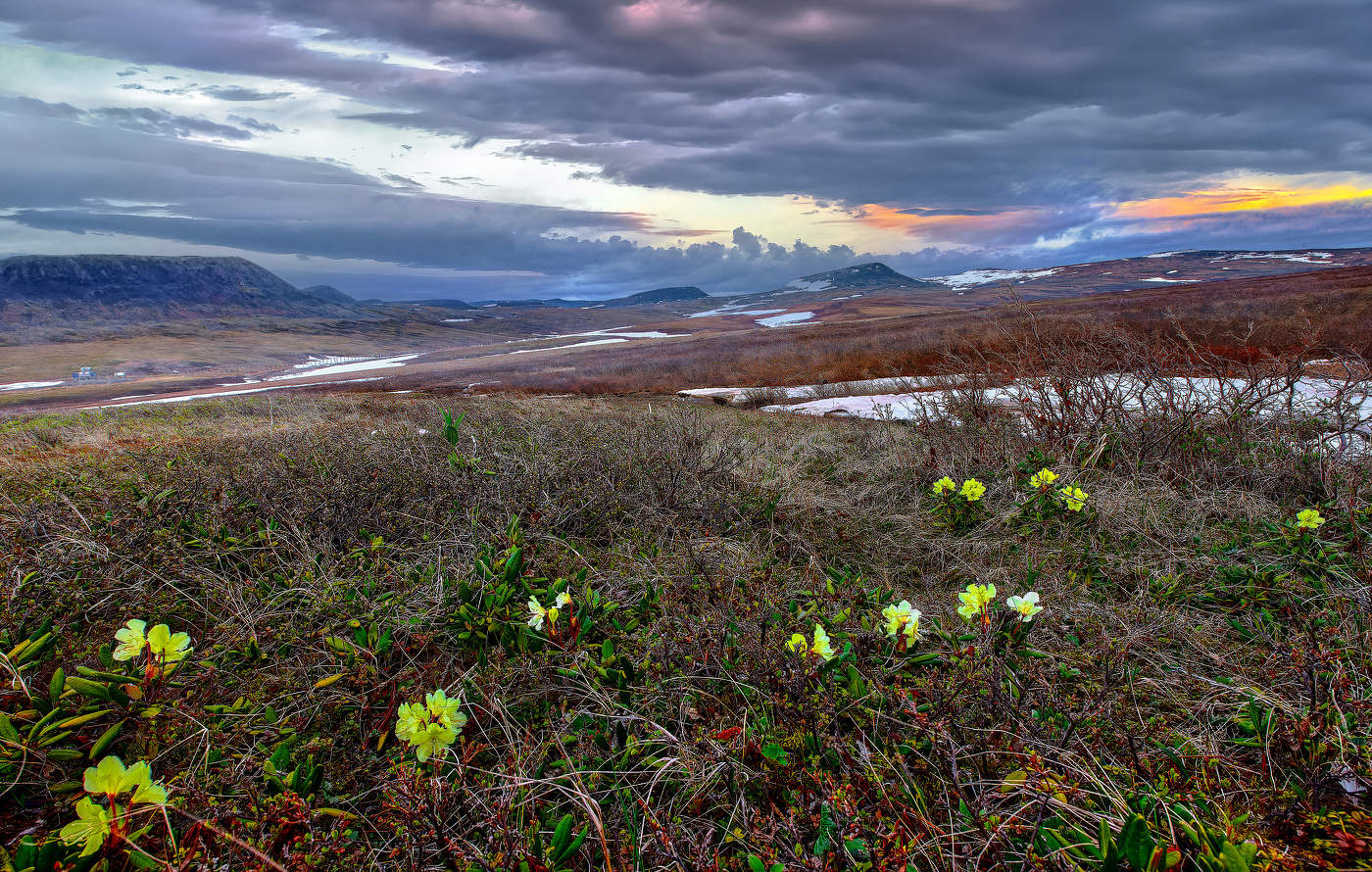 Горный рододендрон