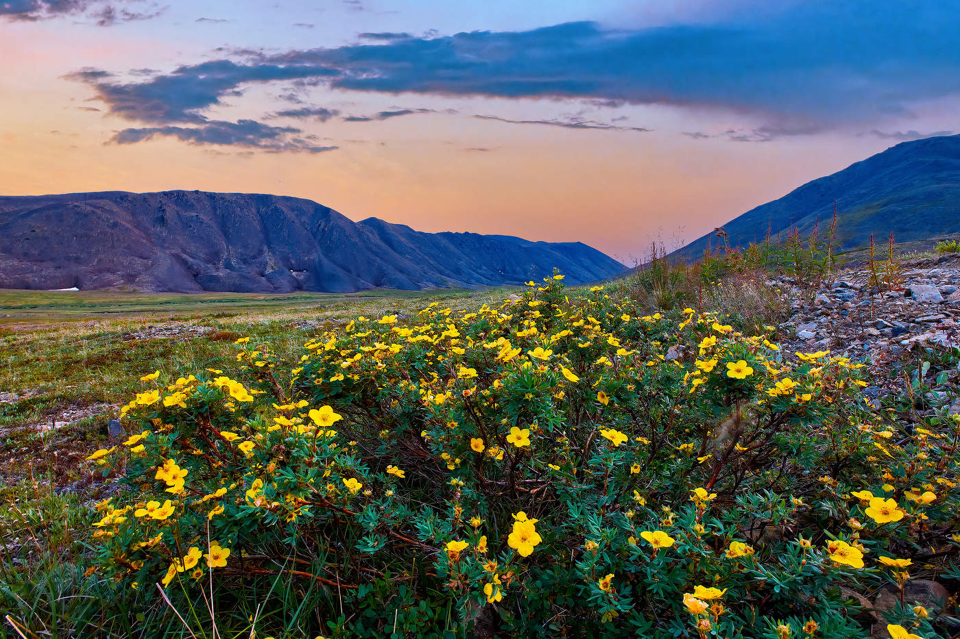 Цветы горной тундры - 2