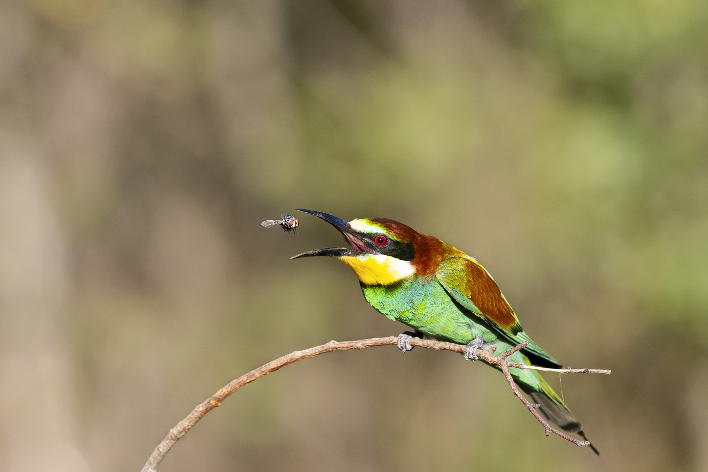 Питание-прежде всего!