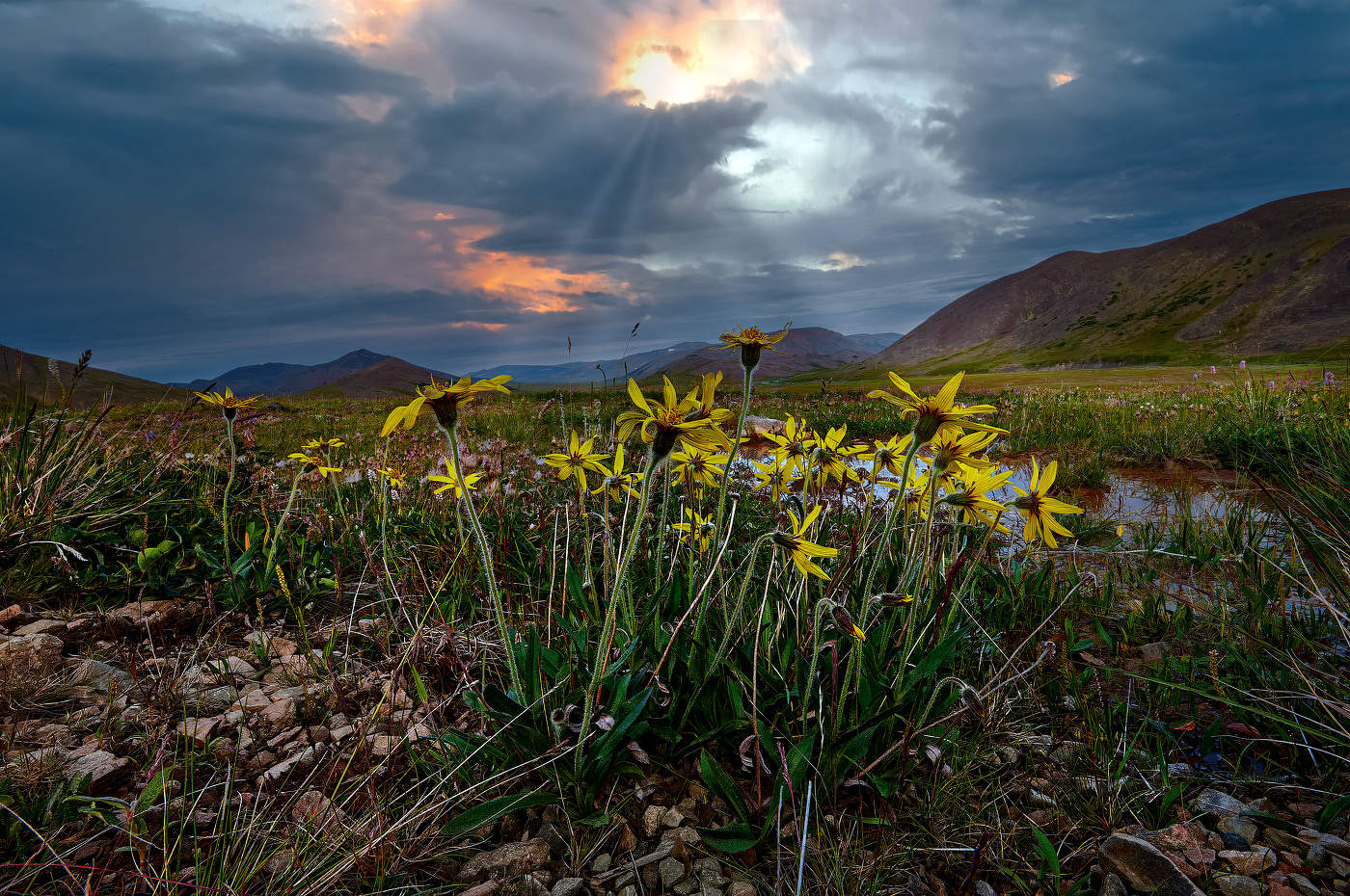 Цветы горной тундры - 3