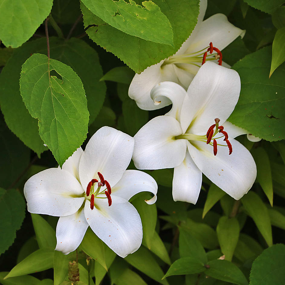 Прячутся красавицы...