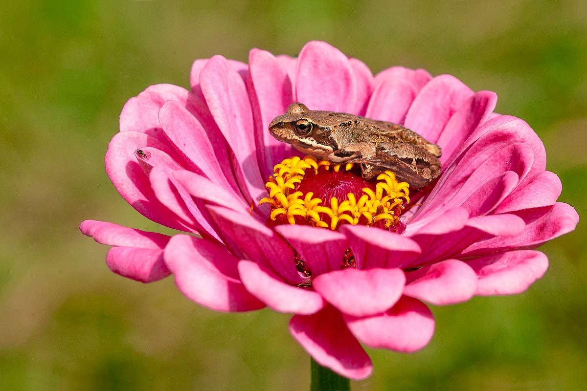 "Царское ложе".