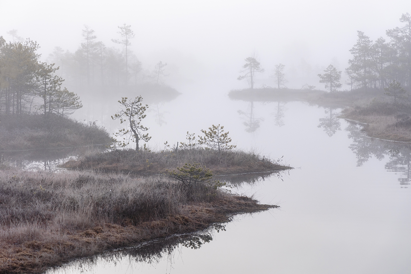 Туманная весна