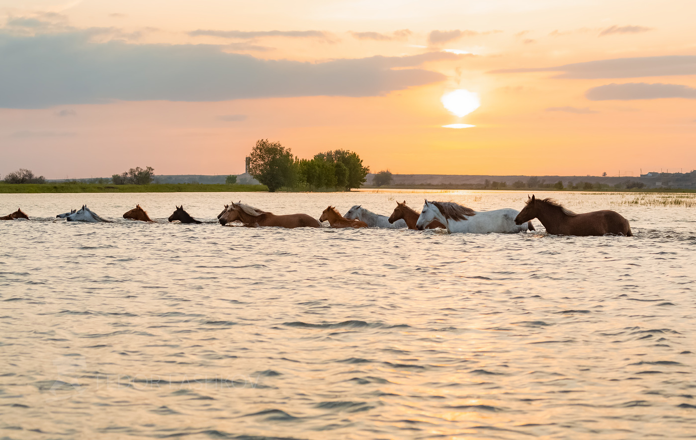 Из серии «Животные у воды»
