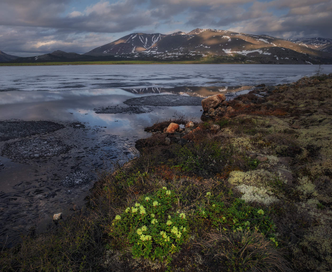 Колымские рододендроны