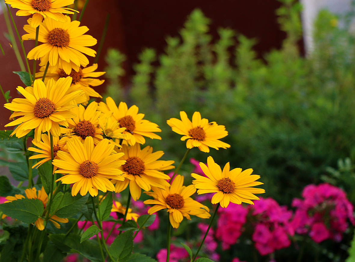 Красота у дома