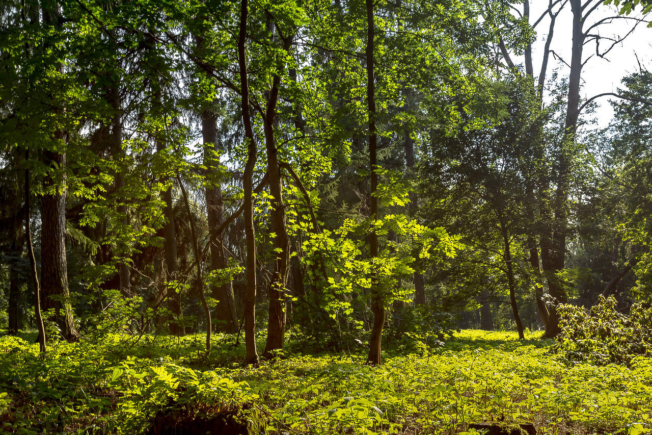 На солнечной поляночке