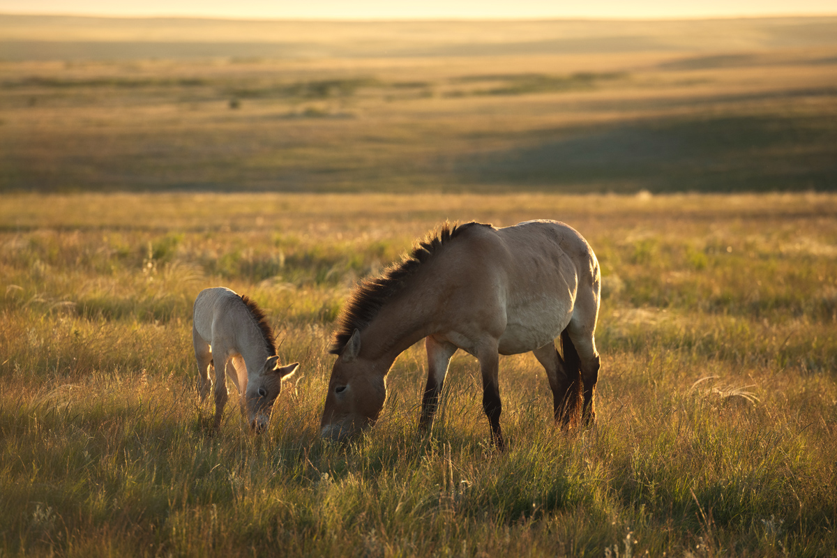 "Лошади Пржевальского"