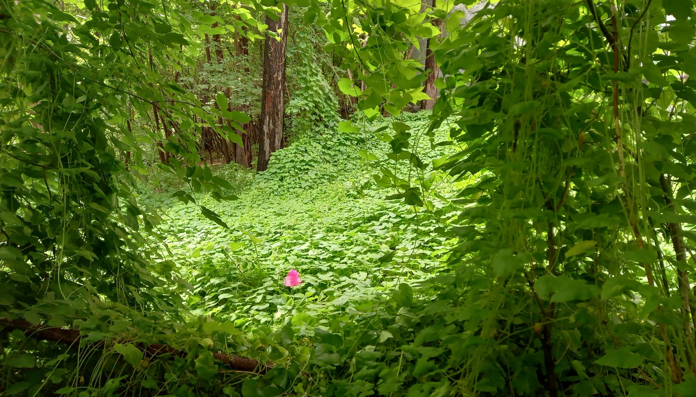 в поиске аленького цветочка