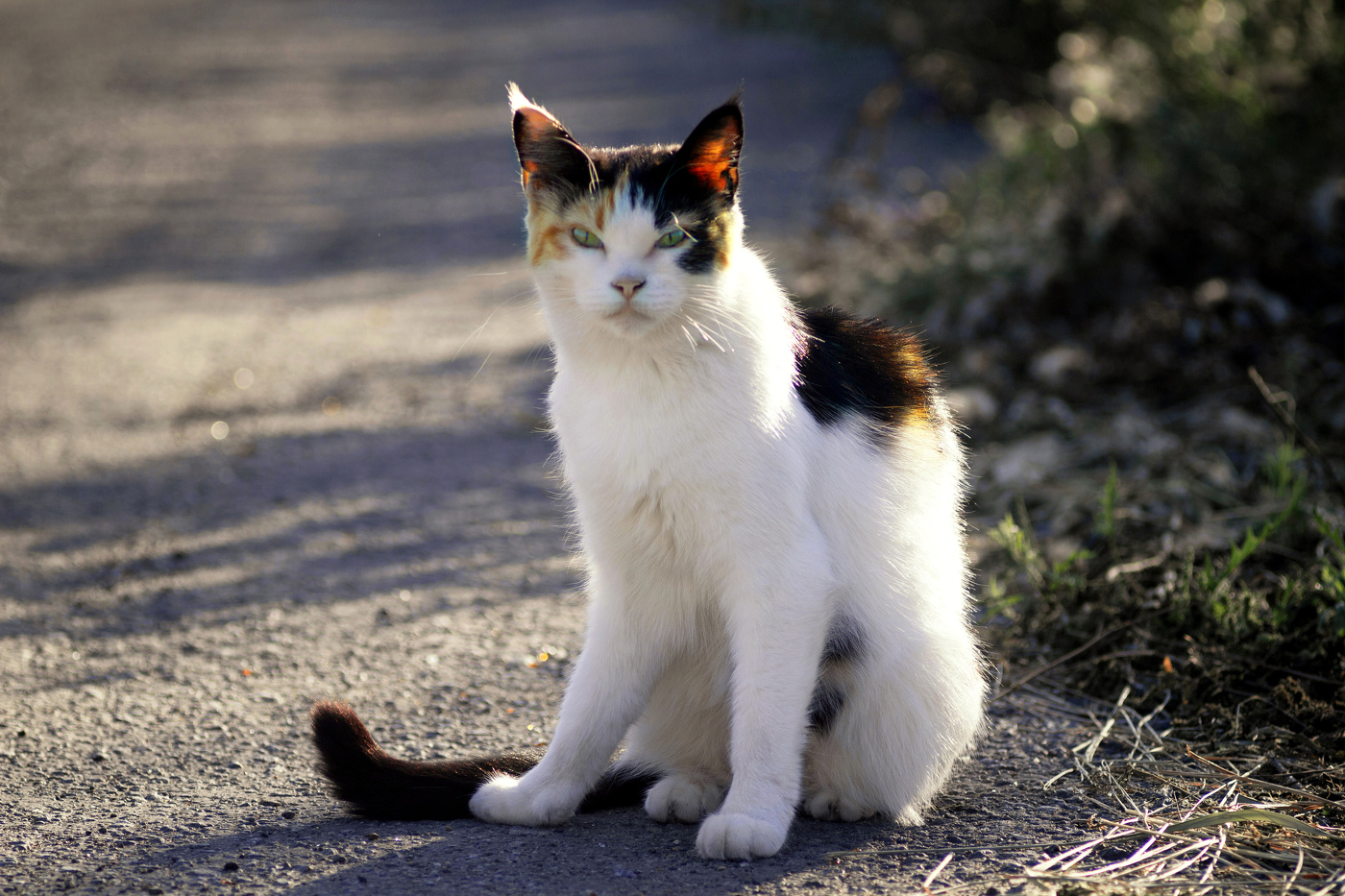 "В тёмном переулке, где гуляет Мурка".