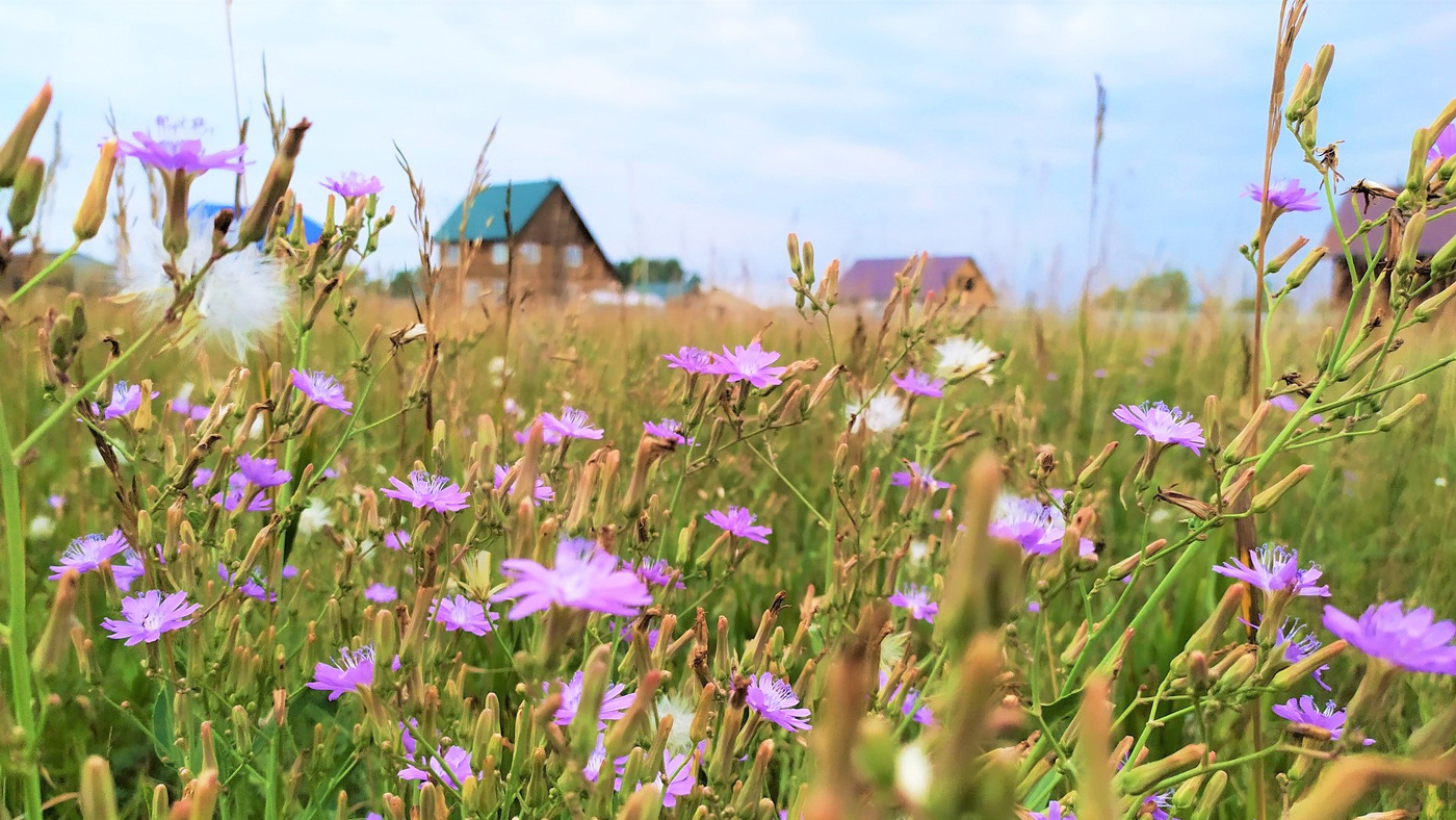 Лето сельское