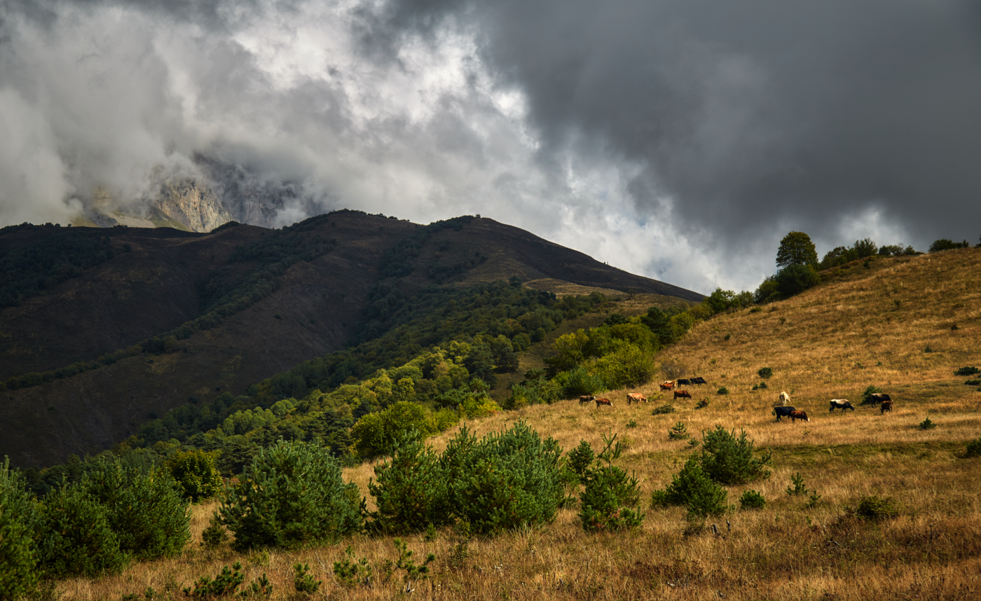 вольный выпас