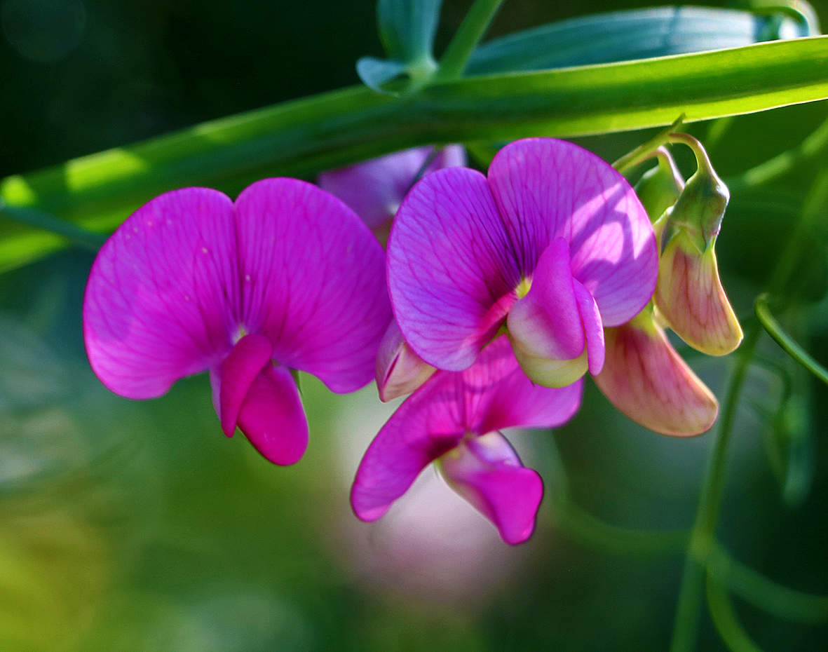 Душистый горошек