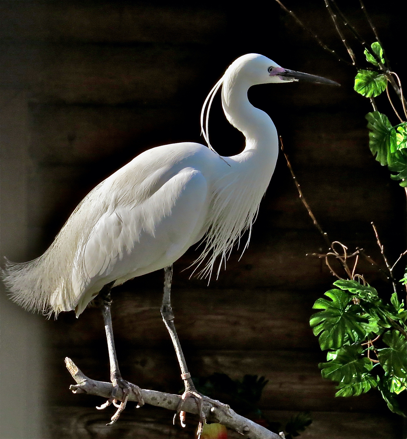 Белая цапля