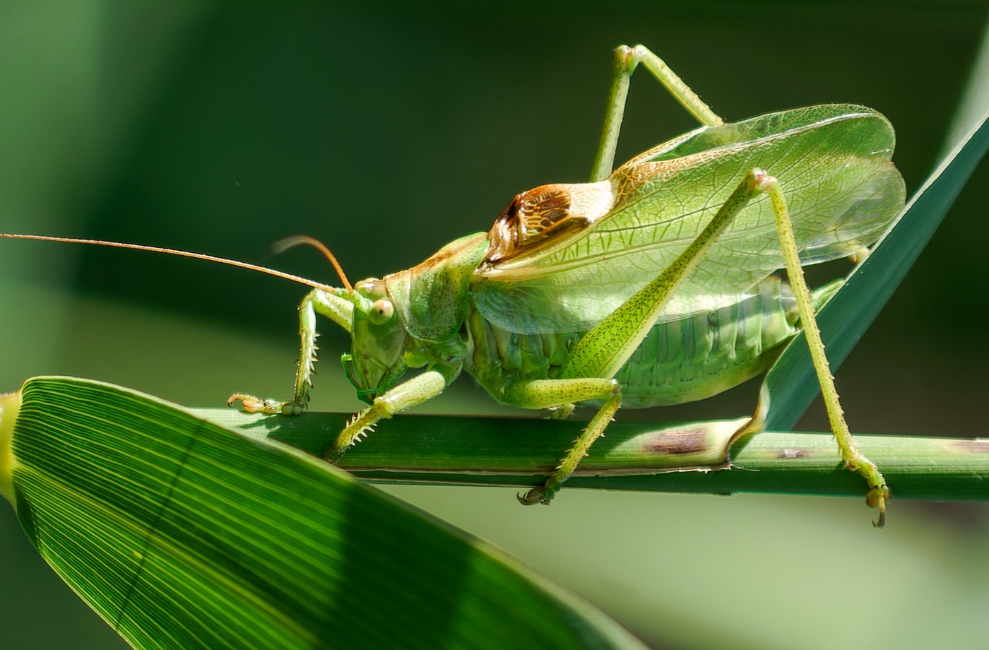 Кузнечик певчий.