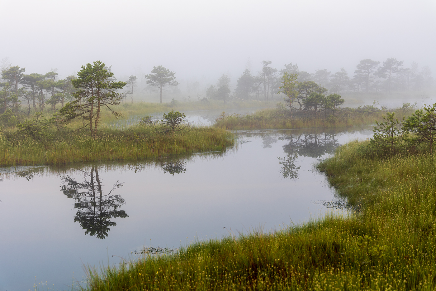 Магия болот